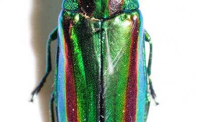 Chrysochroa fulgidissima fulgidissima (Schӧnherr, 1817) 彩豔吉丁蟲