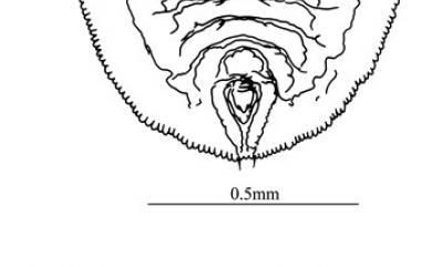 Aleurolobus philippinensis Quaintance & Baker, 1917 菲律賓穴粉蝨