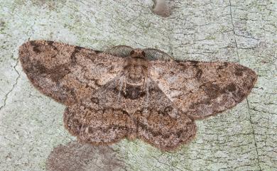 Hypomecis roboraria amplaria (Wileman, 1911) 黑齒紋灰褐尺蛾