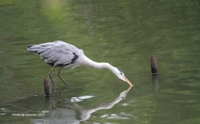 Ardea cinerea jouyi Clark, 1907 蒼鷺