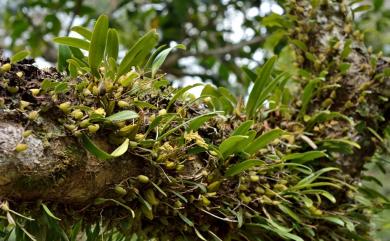 Bulbophyllum umbellatum 傘花捲瓣蘭