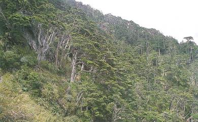 Tsuga chinensis var. formosana (Hayata) H.L.Li & H.Keng 臺灣鐵杉