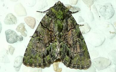 Chytonix variegata Wileman, 1914 黯基斑夜蛾