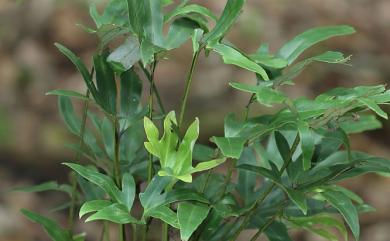 Pyrrosia polydactylos (Hance) Ching 槭葉石葦