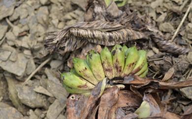 Ensete glaucum 象腿蕉