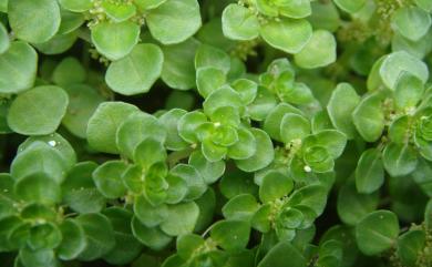 Pilea Lindl. 冷水麻屬