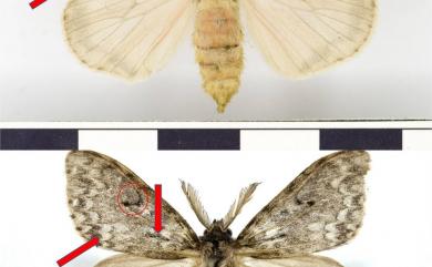 Lymantria grisea Moore, 1879 L紋褐舞毒蛾