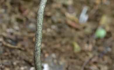 Xylaria nigripes 黑柄炭角菌