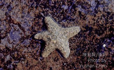 Asterina coronata von Martens, 1866 花冠海燕