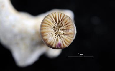 Caryophyllia concreta Kitahara, Cairns & Miller, 2010 堅實葵珊瑚