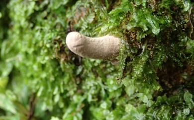 Purpureocillium atypicola (Yasuda) Spatafora, Hywel-Jones & Luangsa-ard 非典型野村黴