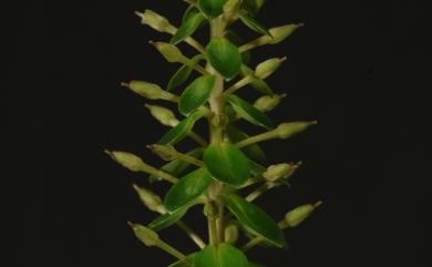 Lysimachia mauritiana Lam. 茅毛珍珠菜
