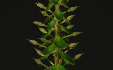 Lysimachia mauritiana 茅毛珍珠菜