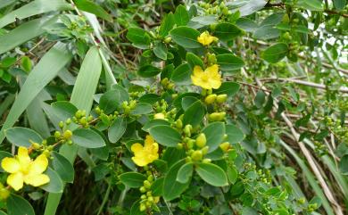 Hypericum geminiflorum Hemsl. 雙花金絲桃