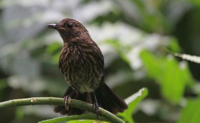 Myiomela leucura montium Swinhoe, 1864 白尾鴝