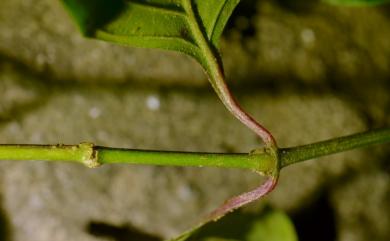 Pupalia micrantha 小花鉤牛膝