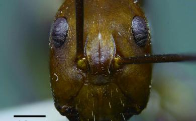 Camponotus habereri Forel, 1911 臭巨山蟻