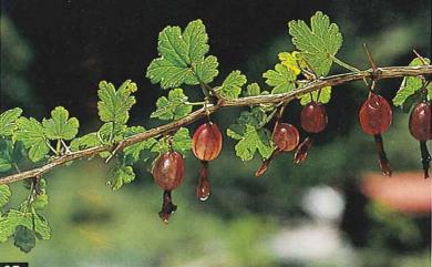 Ribes formosanum 臺灣茶藨子