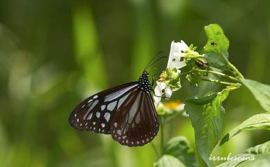 Parantica swinhoei (Moore, 1883) 斯氏絹斑蝶