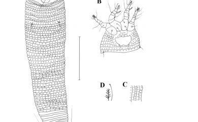 Trisetacus taiwanensis Huang, 2001 臺灣三毛節蜱