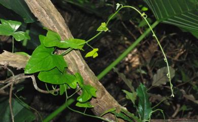 Paratinospora dentata 恆春青牛膽