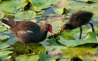 Gallinula chloropus chloropus (Linnaeus, 1758) 紅冠水雞