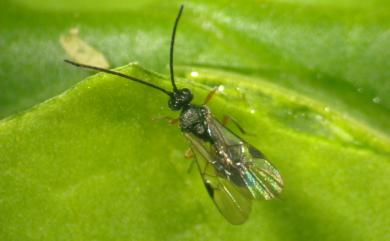 Snellenius manilae (Ashmead, 1904) 馬尼拉小繭蜂