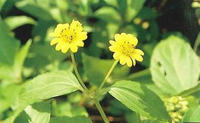 Wollastonia biflora var. biflora (L.) DC. 雙花蟛蜞菊