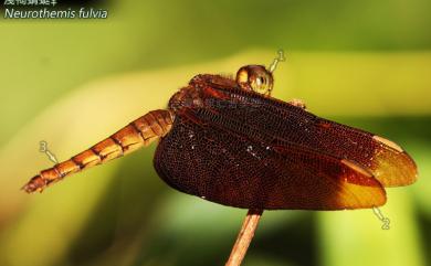 Neurothemis fulvia Drury, 1773 淺褐蜻蜓