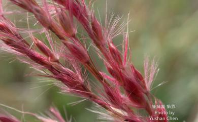 Miscanthus sinensis Andersson 芒