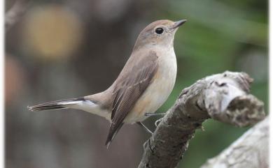 Ficedula parva (Bechstein, 1792) 紅胸鶲