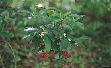 Ardisia crenata 硃砂根