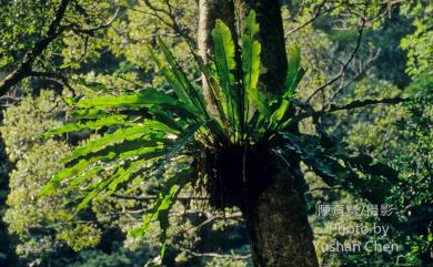 Asplenium nidus L. 臺灣山蘇花