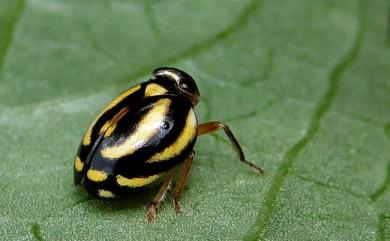 Hemisphaerius delectabilis Schumacher, 1914