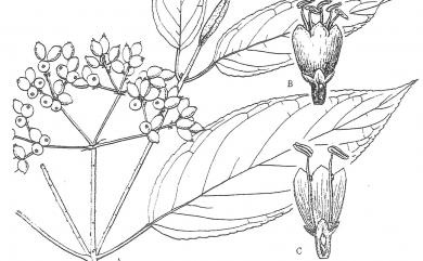 Viburnum urceolatum Siebold & Zucc. 壺花莢蒾