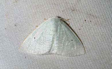 Arctornis cygna (Moore, 1879)