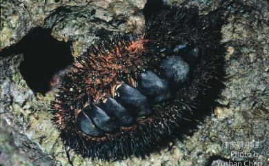 Acanthopleura spinosa (Bruguiere, 1893) 海膽石鱉