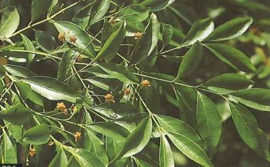 Euonymus laxiflorus 大丁黃