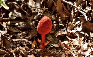 Balanophora yakushimensis 屋久島蛇菰