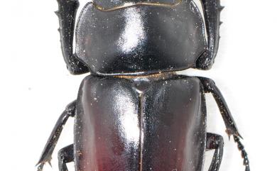 Neolucanus swinhoei Bates, 1866 紅圓翅鍬形蟲