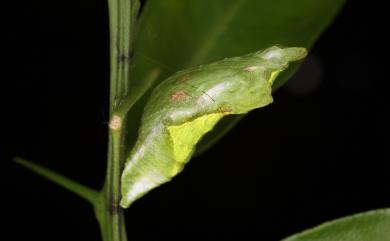 Papilio thaiwanus Rothschild, 1898 臺灣鳳蝶