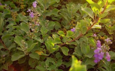 Vitex rotundifolia 海埔姜