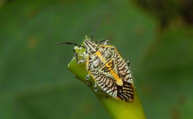 Agonoscelis nubilis (Fabricius, 1775) 雲蝽