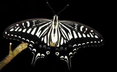 Papilio xuthus Linnaeus, 1767 柑橘鳳蝶