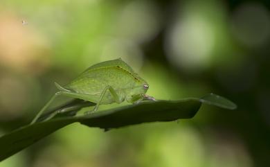 Phyllophorina kotoshoensis Shiraki, 1930 蘭嶼大葉螽