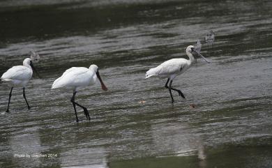 Platalea minor Temminck & Schlegel, 1849 黑面琵鷺