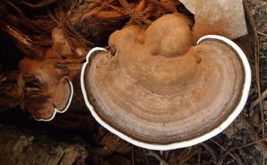 Ganoderma lipsiense (Batsch) G.F. Atk. 1908 樹舌靈芝滑孢變種