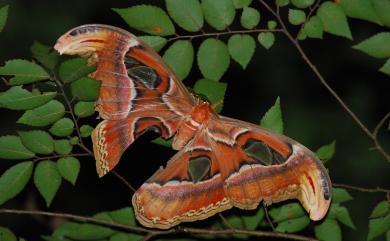 Attacus atlas atlas (Linnaeus, 1758) 皇蛾