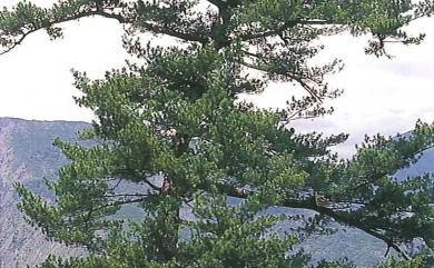 Pinus morrisonicola 臺灣五葉松