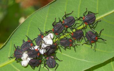 Tessaratoma papillosa (Drury, 1770) 荔枝椿象